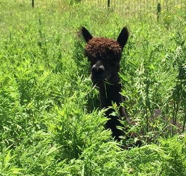 Alvarez_in_tall_grass