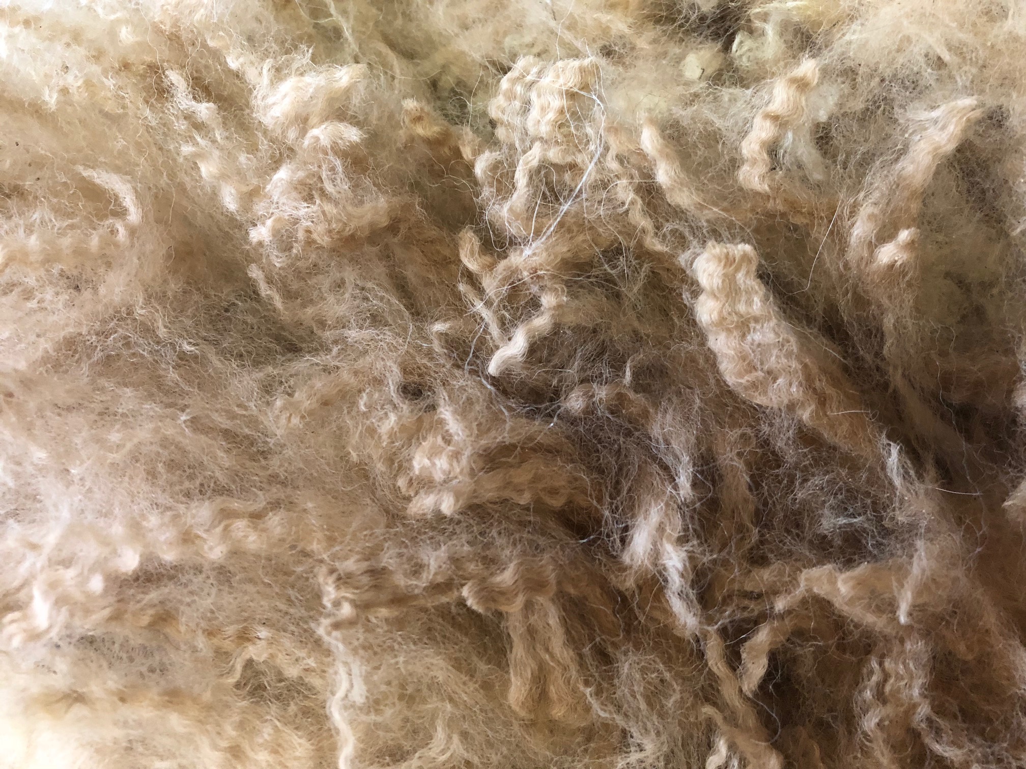 Devotion Fiber