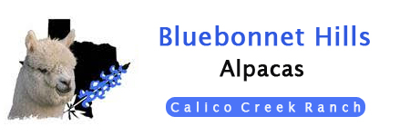 Bluebonnet Hills Alpacas at Calico Creek Ranch Logo